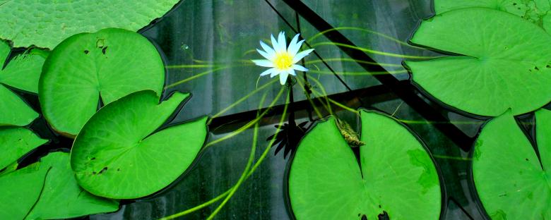 Free stock image of Garden Flowers created by Robert Priest