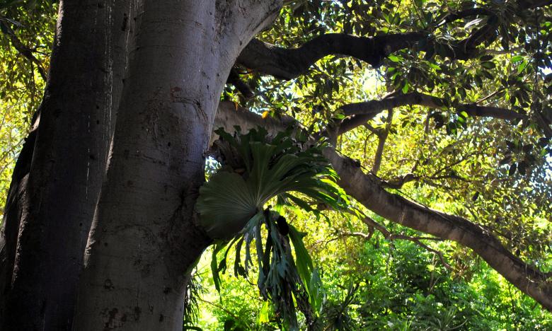 Free stock image of Green Garden created by Robert Priest