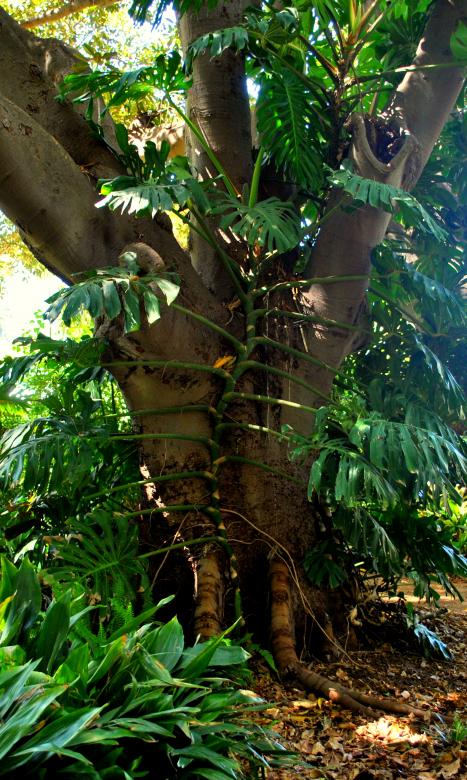 Free stock image of Green Garden created by Robert Priest