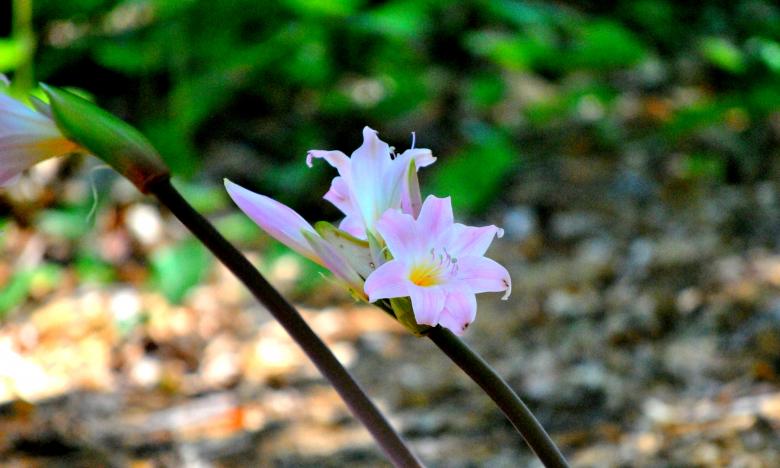 Free stock image of Garden Flowers created by Robert Priest