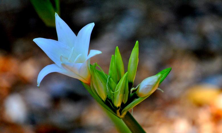 Free stock image of Garden Flowers created by Robert Priest