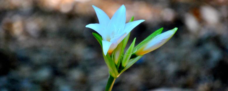 Free stock image of Garden Flowers created by Robert Priest