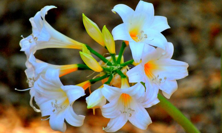 Free stock image of Garden Flowers created by Robert Priest