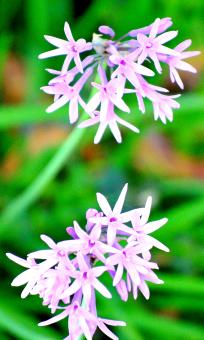 Garden Flowers - Free Stock Photo