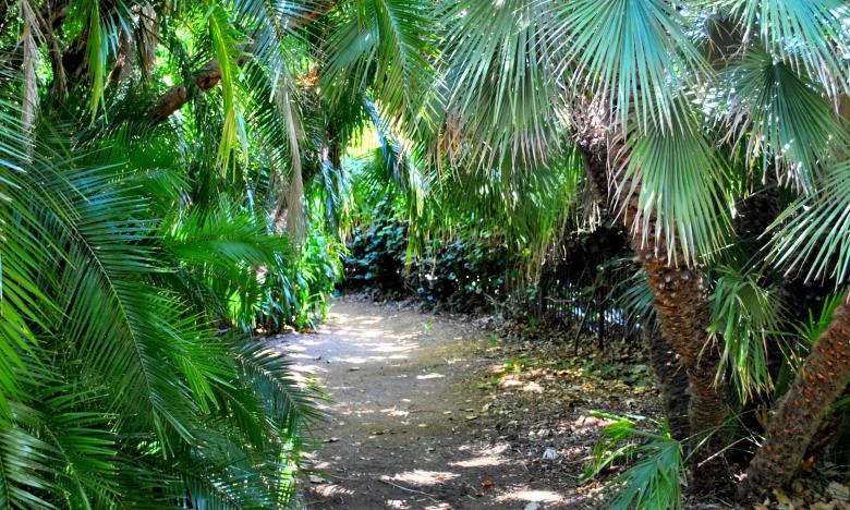 Free stock image of Palms created by Robert Priest