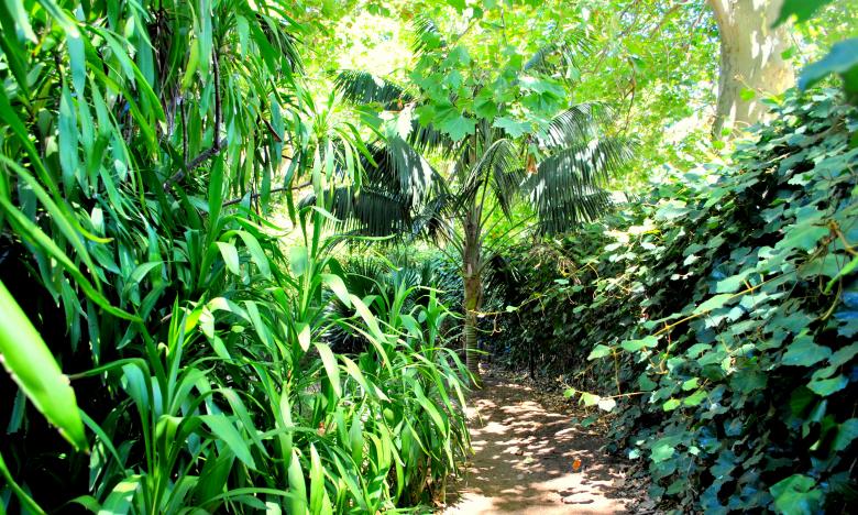 Free stock image of Green Plants and Trees created by Robert Priest