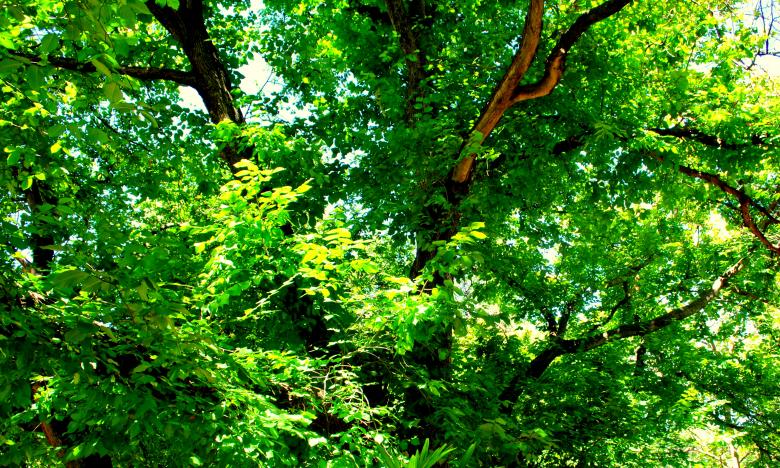 Free stock image of Green Plants and Trees created by Robert Priest