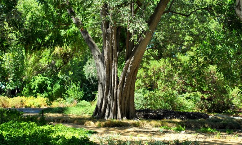 Free stock image of Tree in nature created by Robert Priest