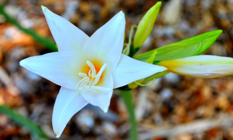 Free stock image of White Flower created by Robert Priest