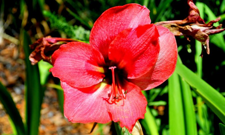 Free stock image of Red Flower created by Robert Priest