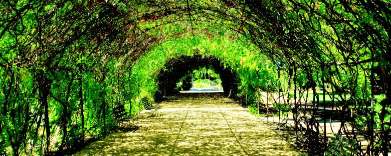 Free stock image of Tree Tunnel created by Robert Priest