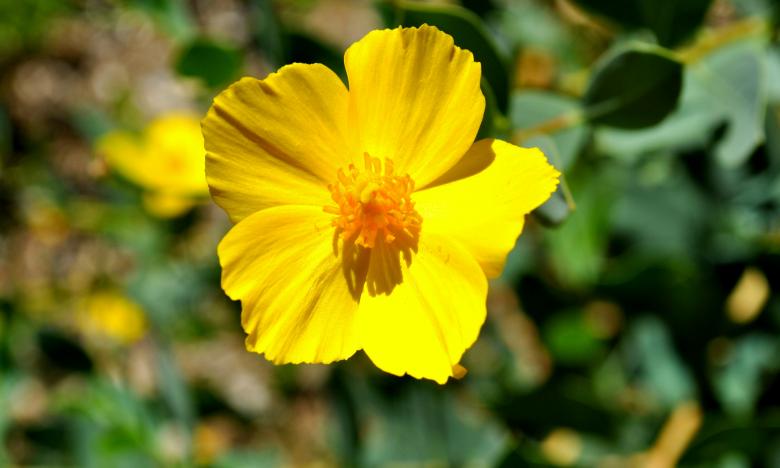 Free stock image of Yellow Flower created by Robert Priest