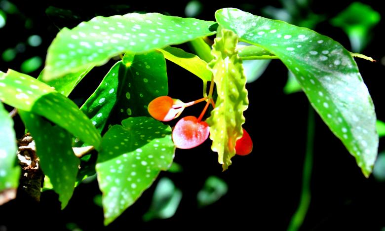 Free stock image of Flower Closeup created by Robert Priest