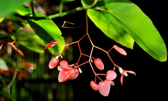 Flower Closeup