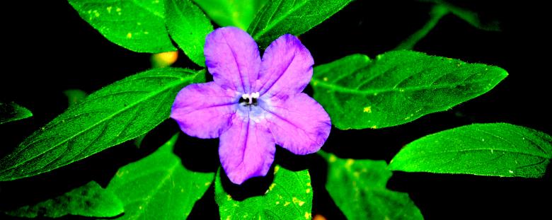 Free stock image of Flower Closeup created by Robert Priest