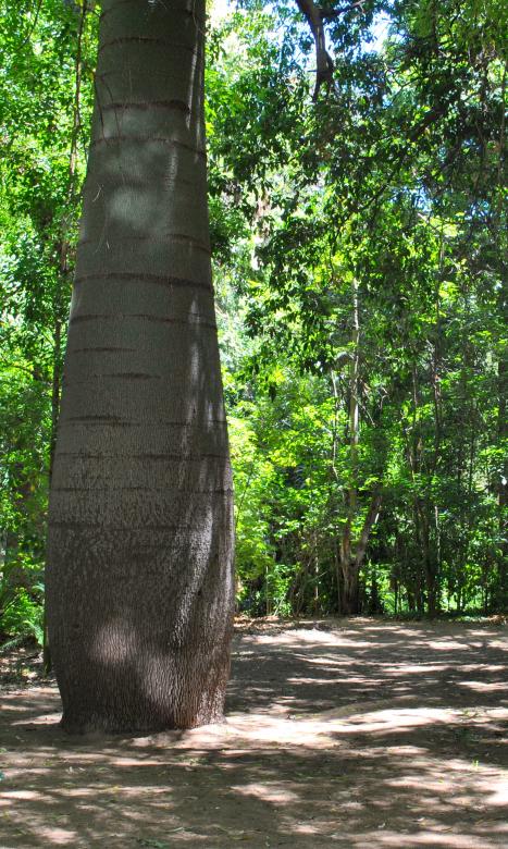 Free stock image of Tree Trunk created by Robert Priest