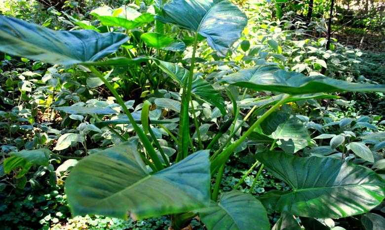 Free stock image of Plants created by Robert Priest