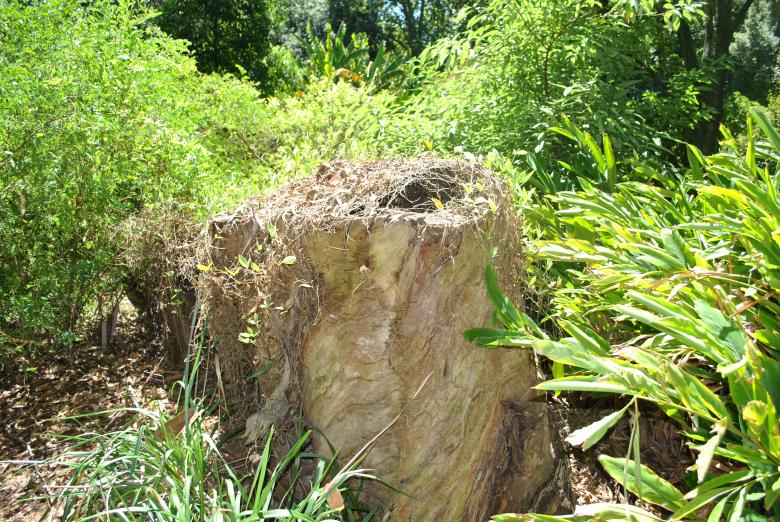 Free stock image of Tree Stump created by Robert Priest