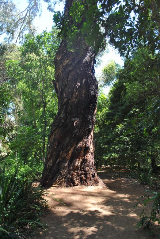 Free stock image of Tree Trunk created by Robert Priest