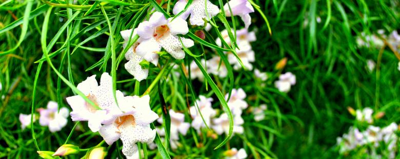 Free stock image of White Flowers created by Robert Priest
