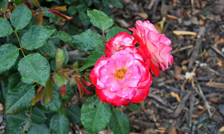 Free stock image of Rose Closeup created by Robert Priest