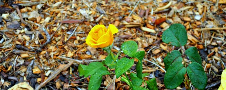 Free stock image of Rose Closeup created by Robert Priest