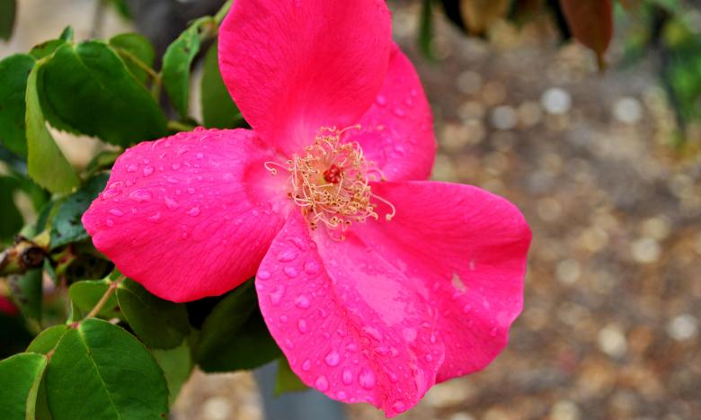 Free stock image of Rose Closeup created by Robert Priest