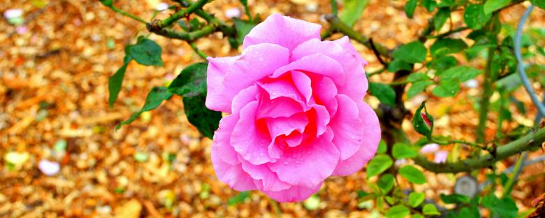 Free stock image of Rose Closeup created by Robert Priest