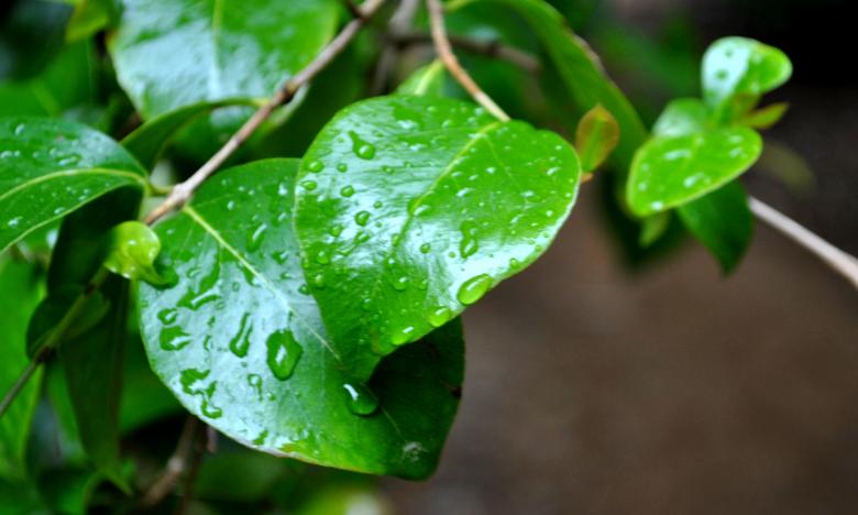 Free stock image of Raindrops on leaves created by Robert Priest