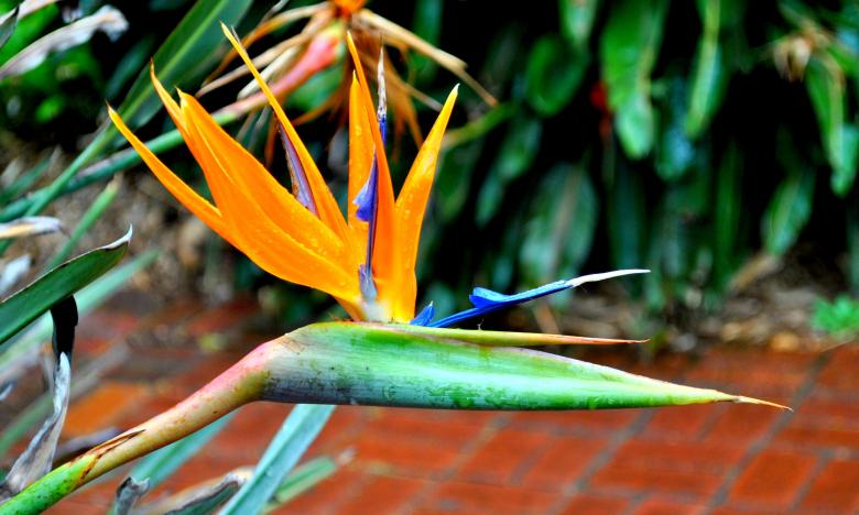 Free stock image of Garden Flowers created by Robert Priest