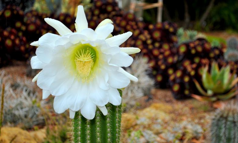 Free stock image of Cactus Flower created by Robert Priest