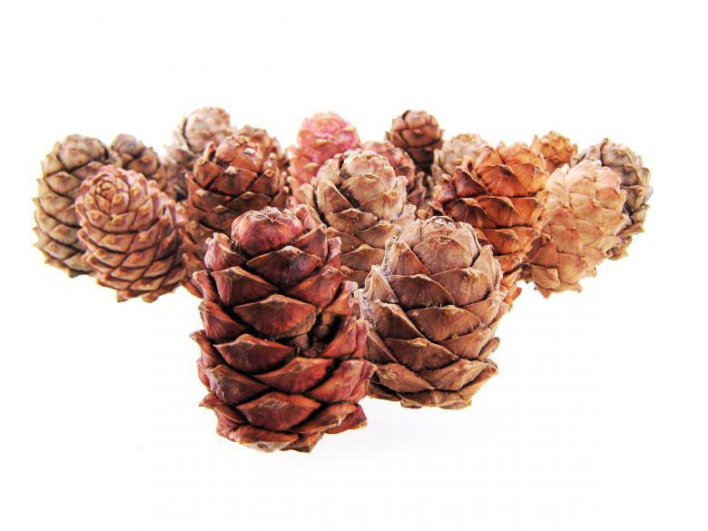 Free stock image of Pine cones created by 2happy