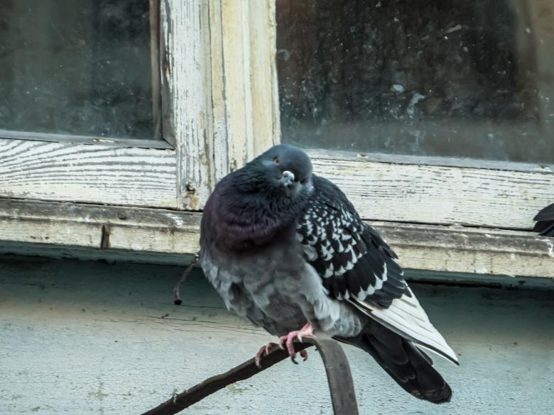 Free stock image of City pigeon created by Janis Urtans