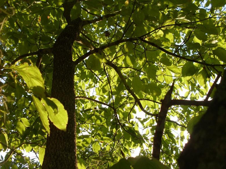 Free stock image of Green Tree created by Samantha S