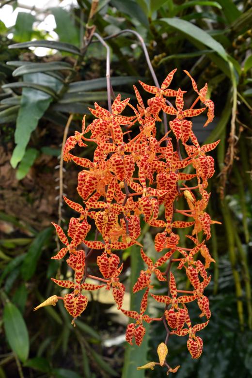 Free stock image of Renanthera monachica created by Tomas Adomaitis