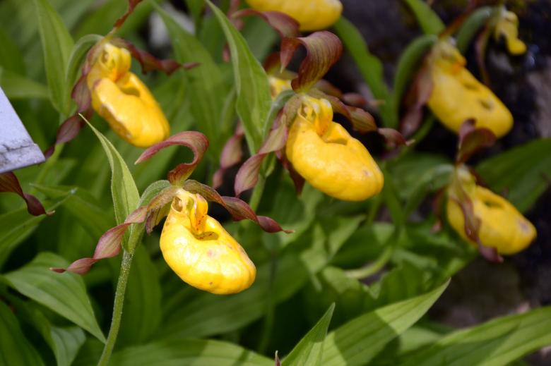 Free stock image of Cypripedium calceolus created by Tomas Adomaitis