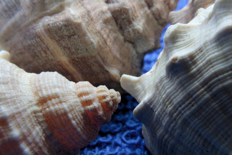 Free stock image of Sea snail created by homero chapa