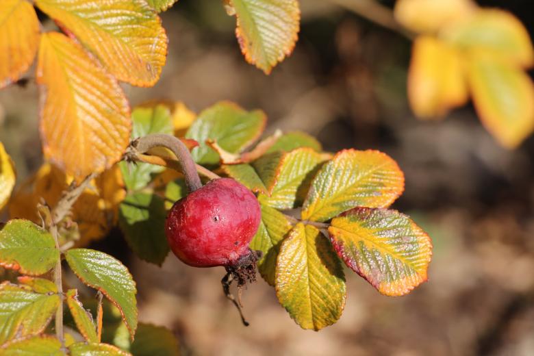 Free stock image of Autumn Berry created by Dee Dahl