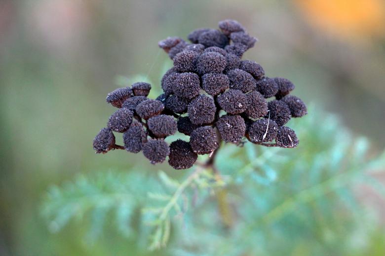 Free stock image of Autumn Weeds created by Dee Dahl