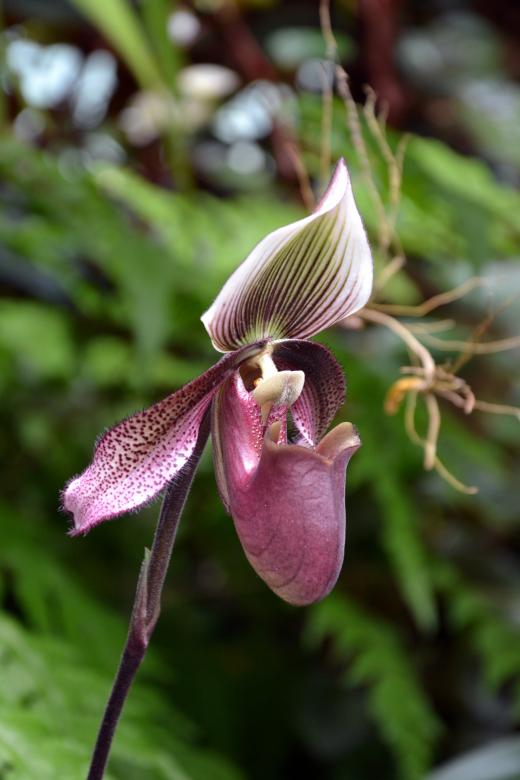 Free stock image of Slipper orchid created by Tomas Adomaitis