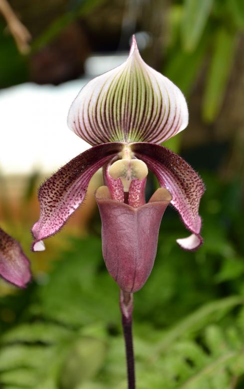 Free stock image of Slipper orchid created by Tomas Adomaitis