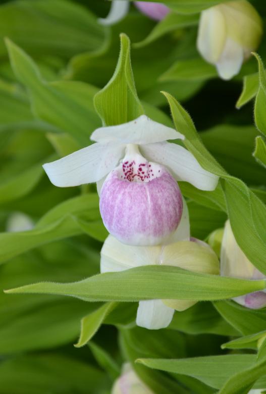 Free stock image of Slipper orchid created by Tomas Adomaitis