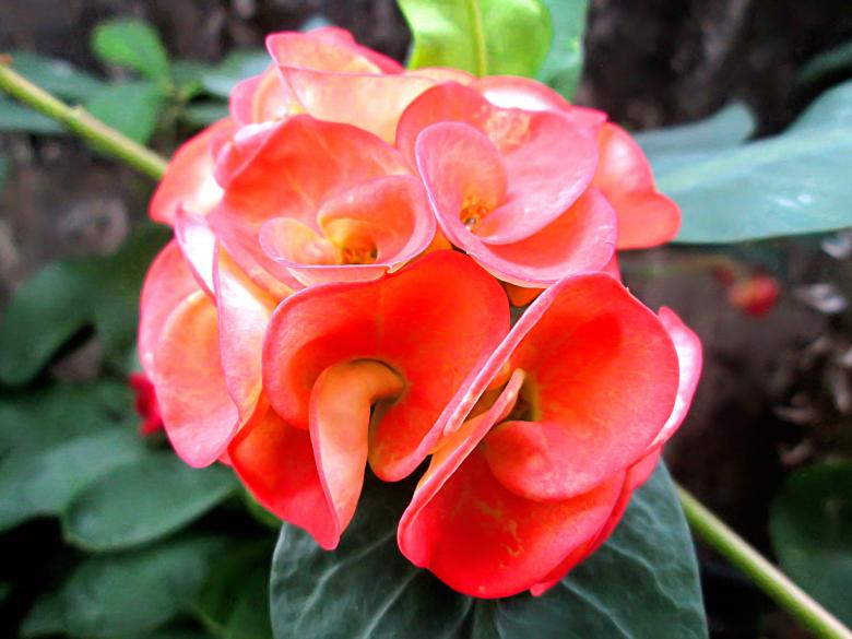 Free stock image of Euphorbia Flowers created by Galayanee