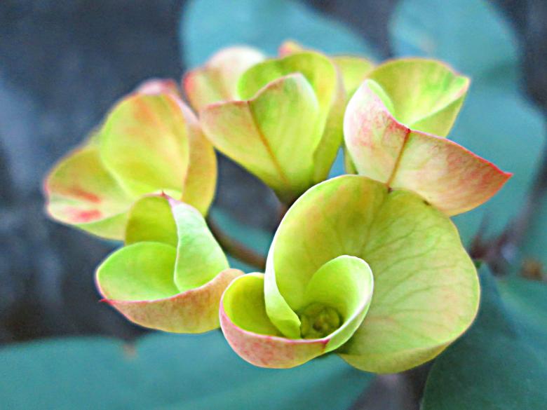 Free stock image of Flowers created by Galayanee