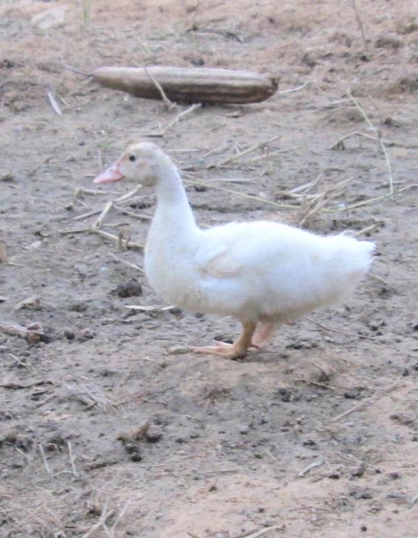 Free stock image of Duck created by Galayanee