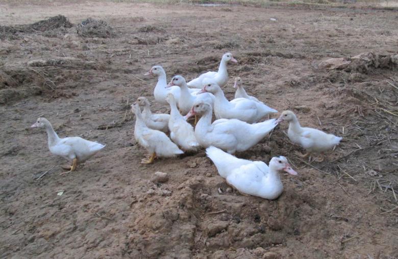 Free stock image of Ducks created by Galayanee