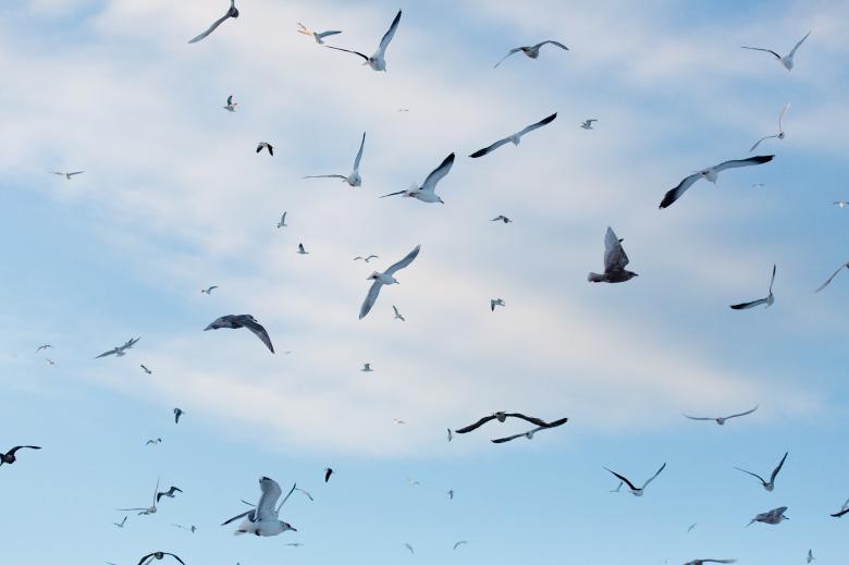 Free stock image of Gulls created by Geoffrey Whiteway