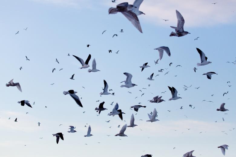 Free stock image of Gulls created by Geoffrey Whiteway