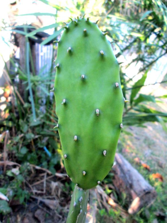 Free stock image of Cactus plant created by Galayanee