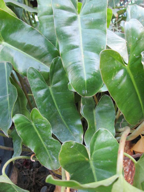 Free stock image of House Plant created by Galayanee
